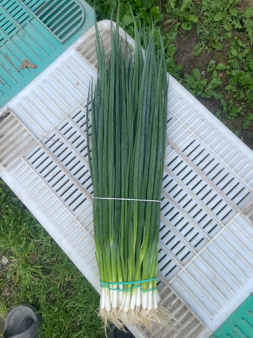 Sprzedam szczypior (paradą)