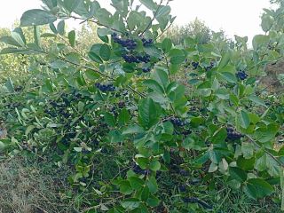 Organiczna aronia z certyfikatem. Produkt wysokiej jakości