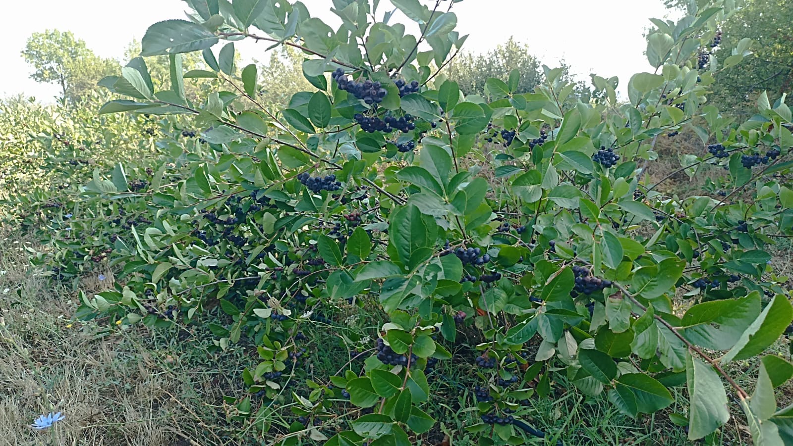 Organiczna aronia z certyfikatem