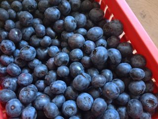 Borówka z własnej plantacji, odmiana Bluecrop. Owoce są bardzo