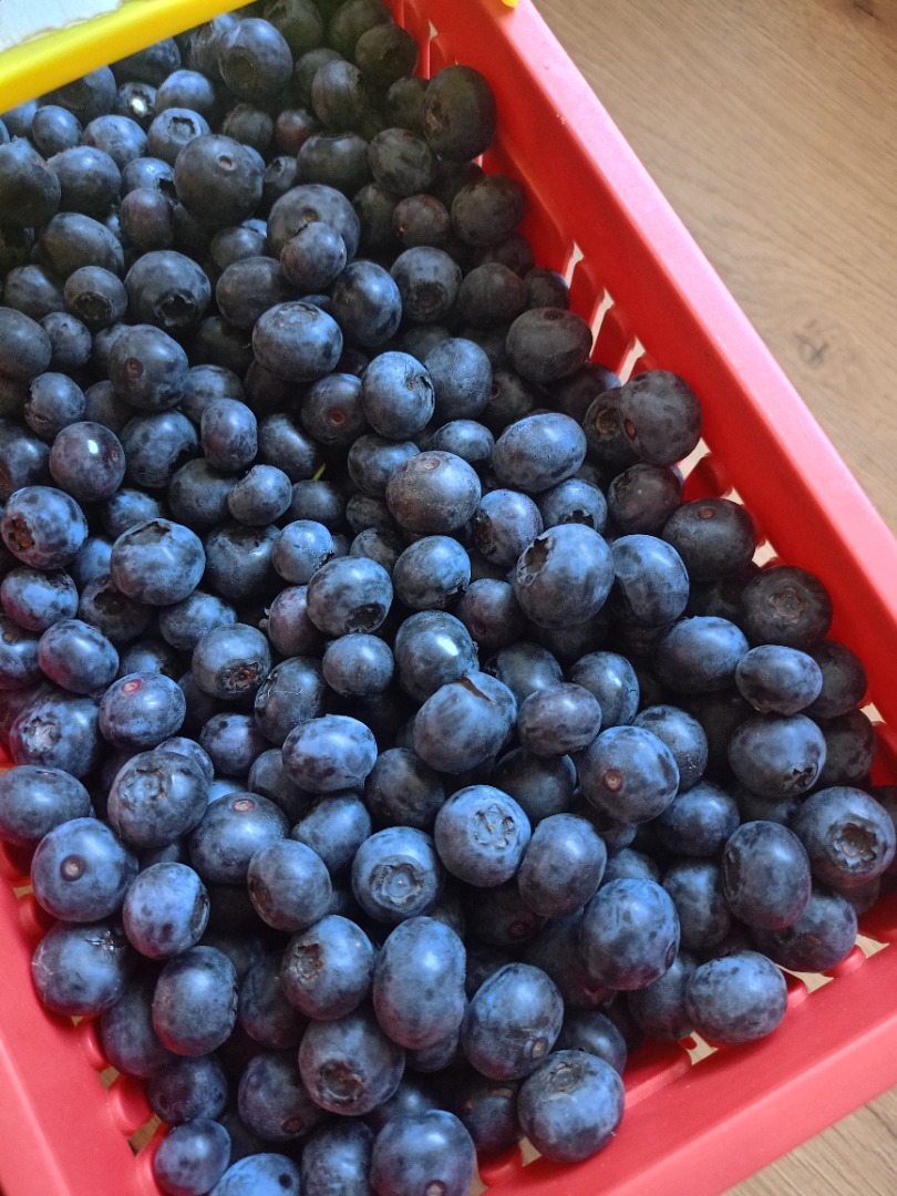 Borówka z własnej plantacji, odmiana Bluecrop