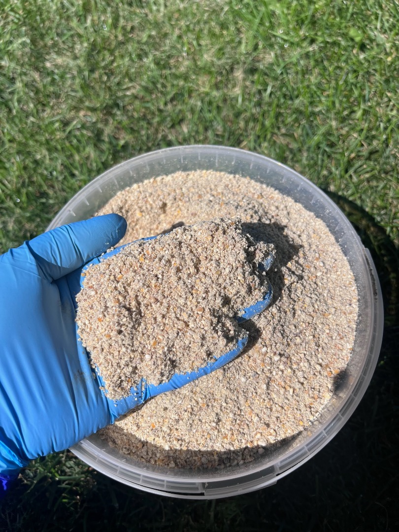 Sprzedam kukurydzę mieloną 840 zł/t