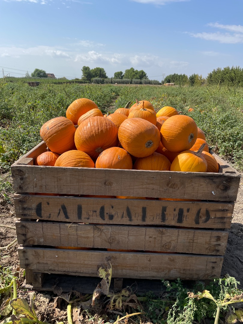Hurtownia dyń Halloween o różnej gramaturze już od końca września