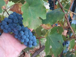 Sprzedam wysokiej jakości winogrona Lambrusco Grasparossa i Trebbiano Modenese.