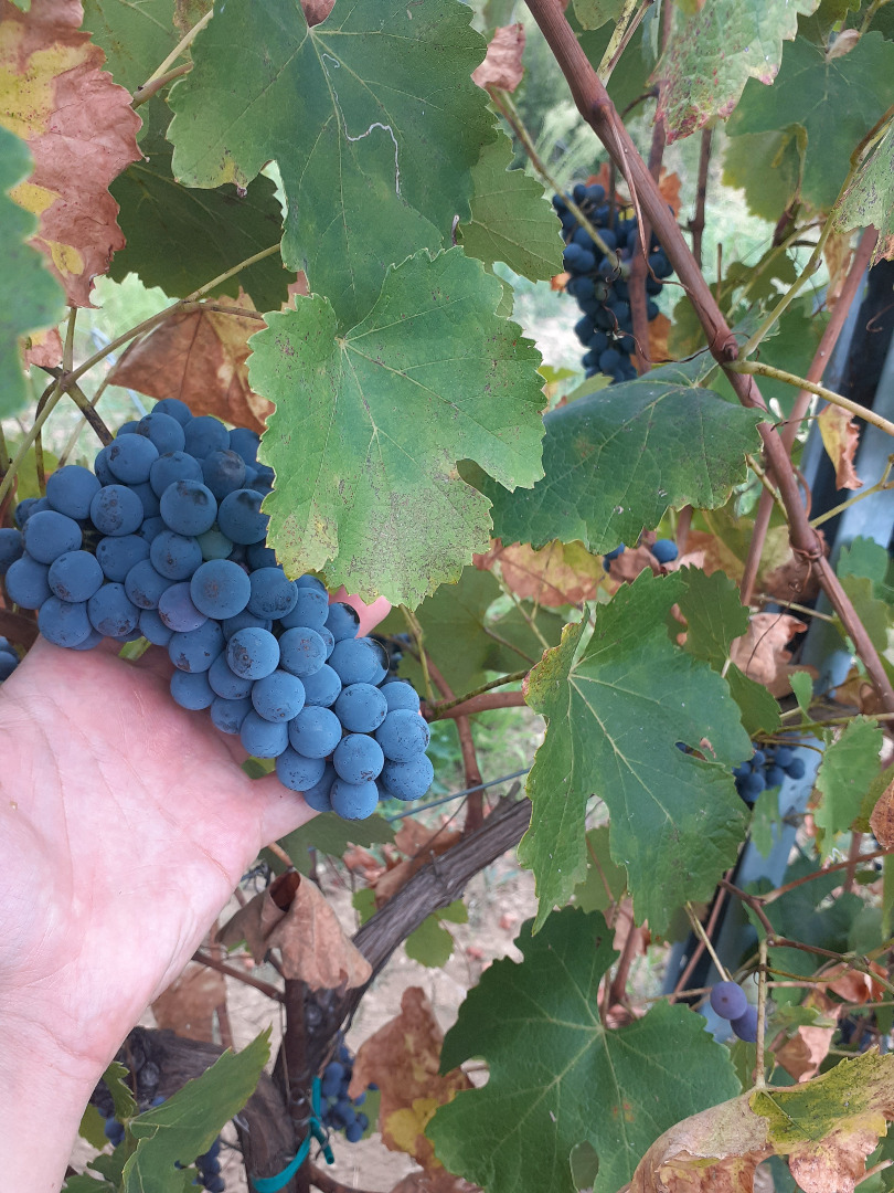 Sprzedam wysokiej jakości winogrona Lambrusco Grasparossa i Trebbiano Modenese