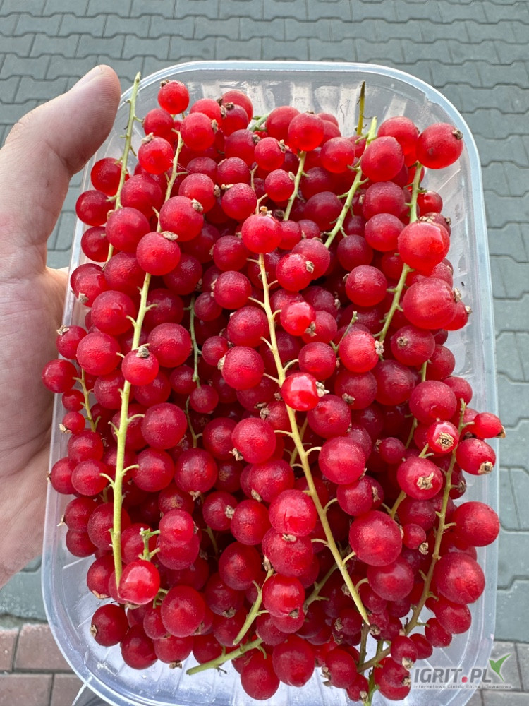 sprzedam porzeczke czerwoną rwaną ręcznie