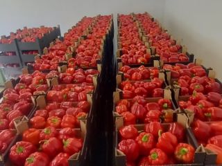 Witam Sprzedam papryke kl I od producenta. Towar szykowany