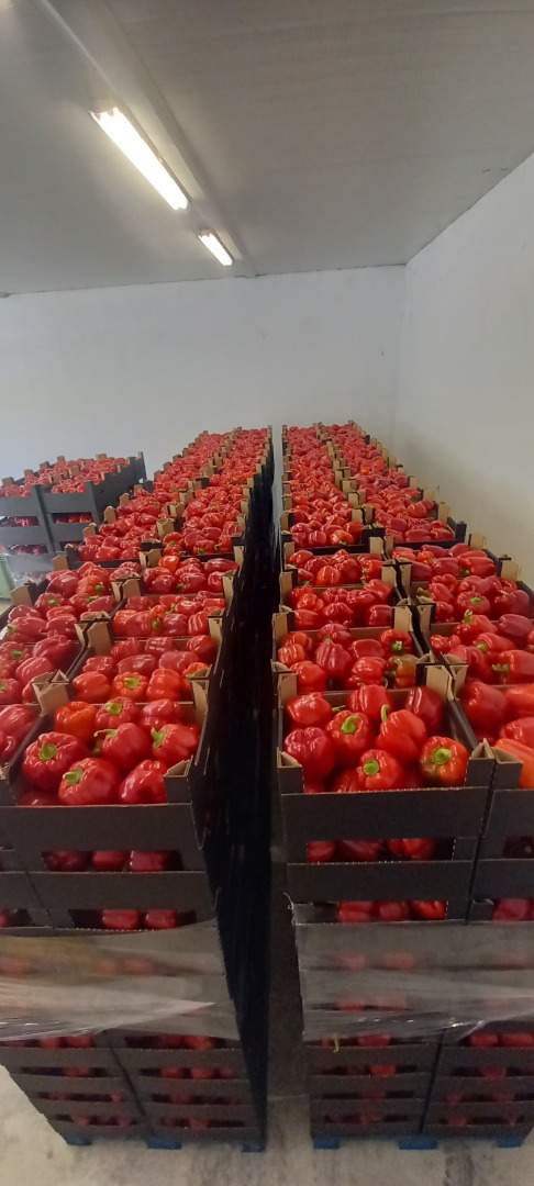 Witam Sprzedam papryke kl I od producenta