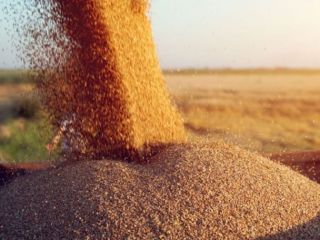 PSZENICA. BIAŁKO 13,5%, GLUTEN 28-30%. Minimalne zamówienie 5000 ton