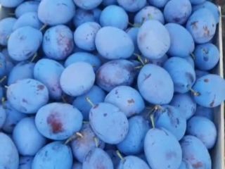 Sprzedajemy śliwki pochodzenie Ukraina Cena za klasę pierwszą 0,50