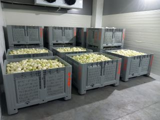 Witam , nasza firma jest producentem obranej cebuli. Cebula