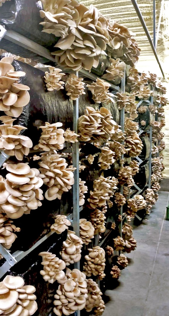 Jesteśmy krajowym potentatem w hodowli boczniaka ostrygowego