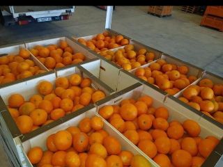 Mandarynka hiszpańska 1 zbiory,iwasakis,okitsus,pakowane skrzynka plastikowa 14 kilo.mniejsze ilości