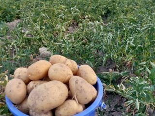 Sprzedam ziemniaki białe i czerwone w dużych ilościach, pakowane