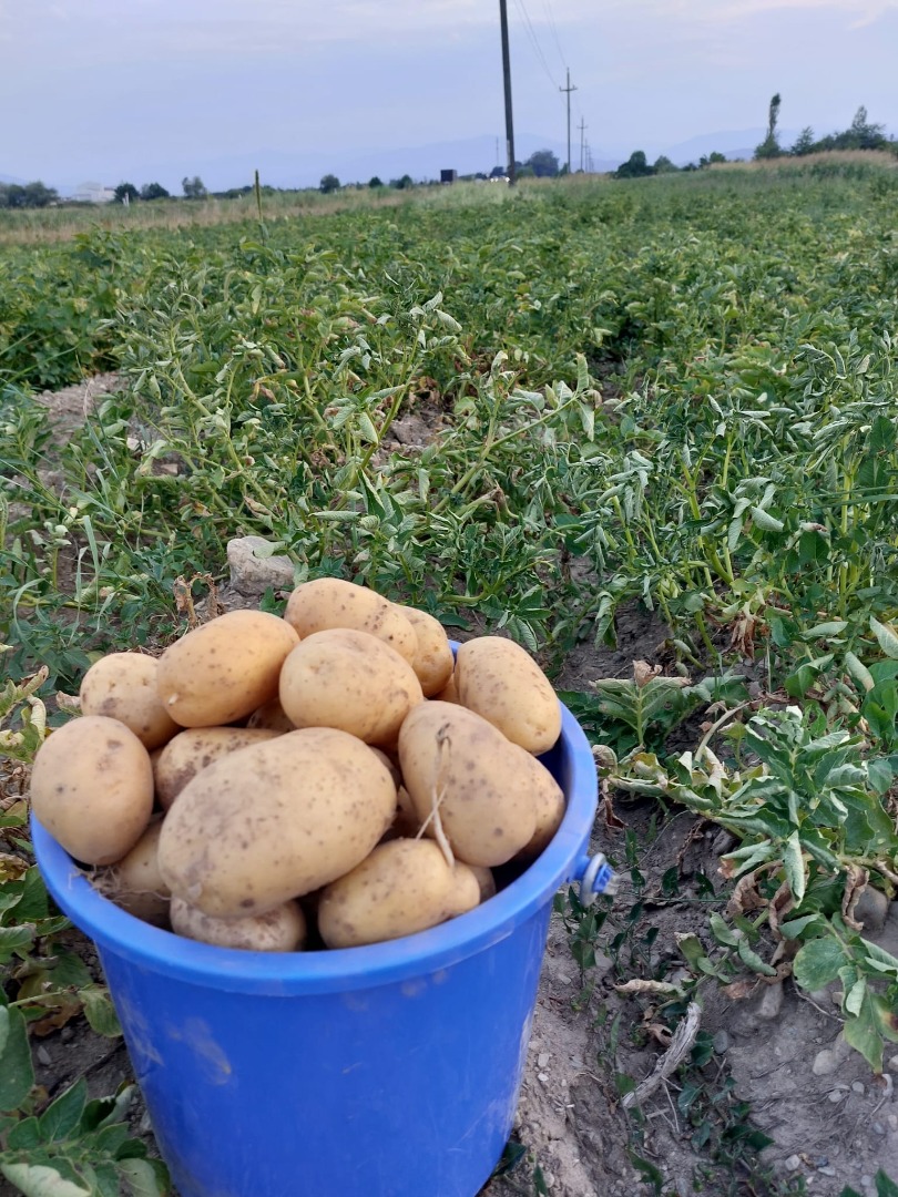 Sprzedam ziemniaki białe i czerwone w dużych ilościach, pakowane w worki po 5, 10, 50 kg w zależności od zapotrzebowania