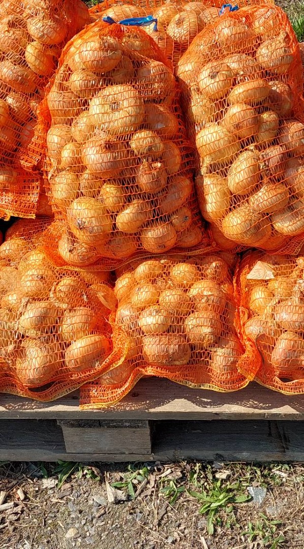 Sprzedam cebulę białą pakowaną w worki po 5, 10, 20 kg w zależności od zamówienia Nie stosowano herbicydów ani nawozów chemicznych