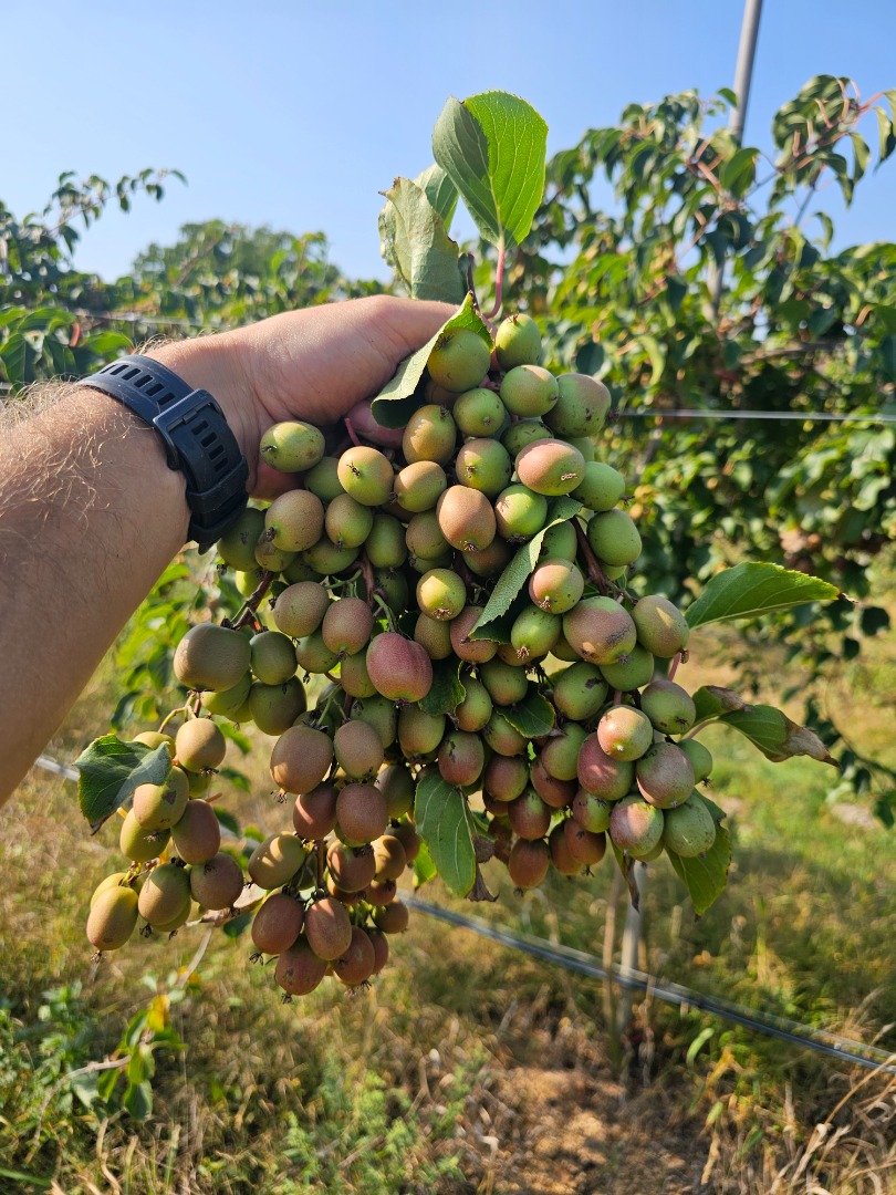 Witam, Zapraszam do zakupu Mini kiwi