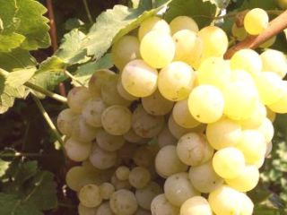 Sprzedam winogrona muszkatołowe otonel, rkatsiteli, June blanc.