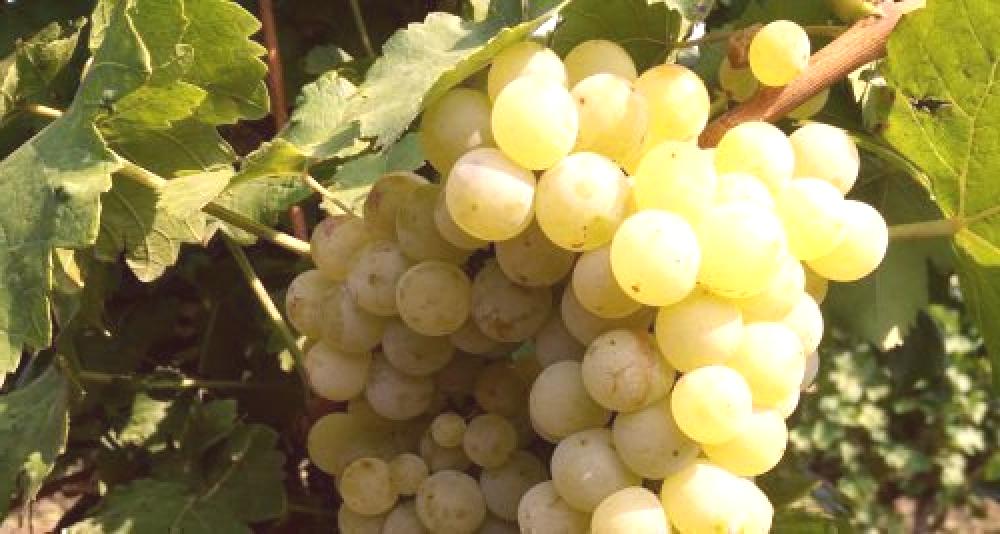 Sprzedam winogrona muszkatołowe otonel, rkatsiteli, June blanc