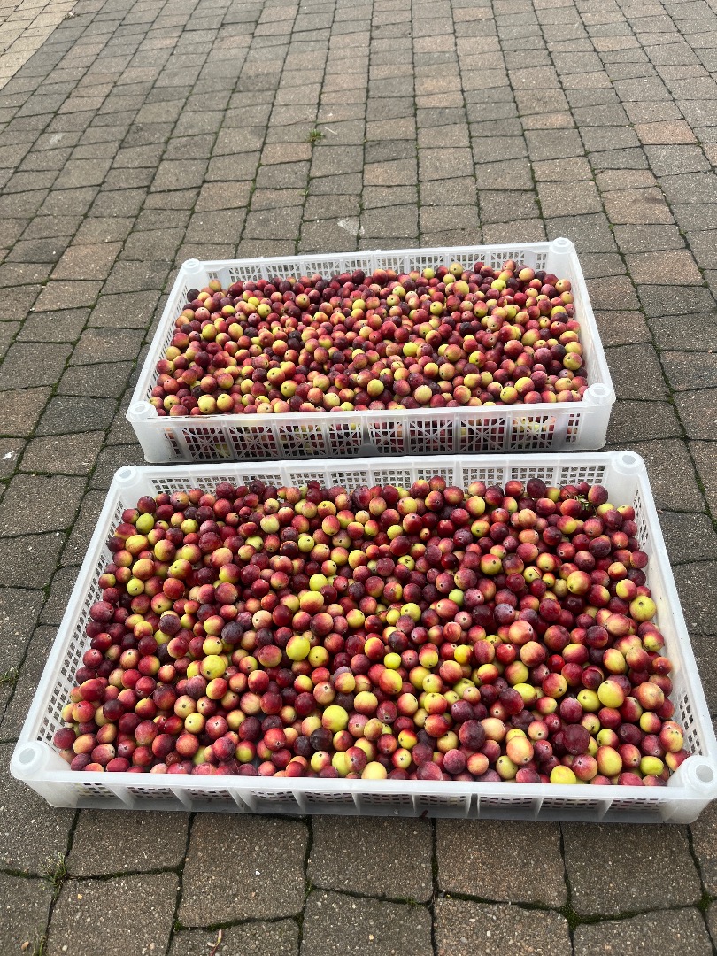Sprzedam żurawinę swierza z własnych zbiorów w skrzyneczkach po 2,5 kg zbiory zaczynamy jednak od września