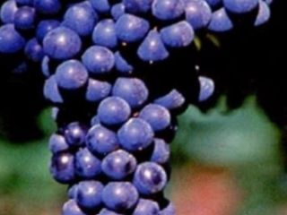 Sprzedaję doskonałej jakości Lambrusco i Sangiovese, w celu uzyskania