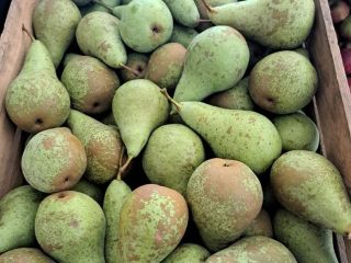 Witam , Jako Rolnicza Spółdzielnia Produkcyjna mamy do sprzedania