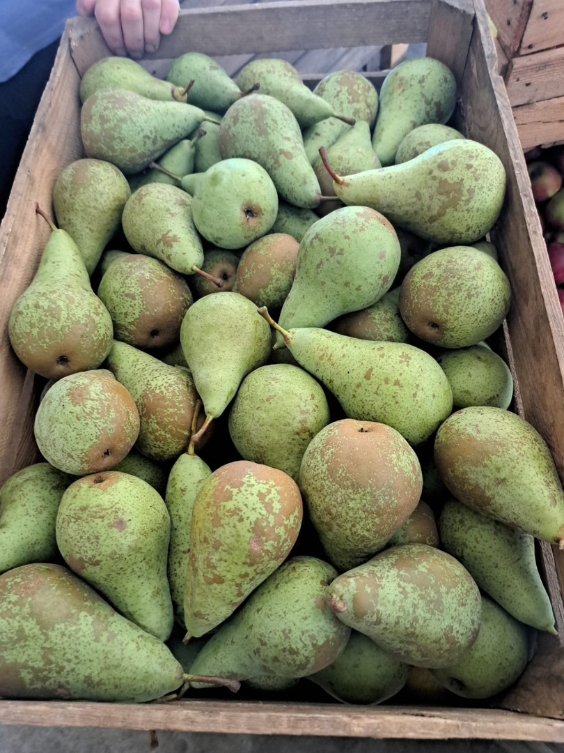Witam , Jako Rolnicza Spółdzielnia Produkcyjna mamy do sprzedania 10 000 kg gruszki konferencja z własnego sadu , Cena brutto 4,5 zł za 1 kg