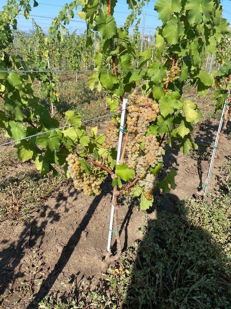 Winogrona przeznaczone do produkcji wina DOC Dealu Mare, najwyższej jakości, o wysokiej zawartości cukru