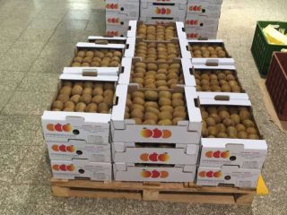 Sprzedam premium kiwi Hayward z IranuImport kiwi (80-100 g)