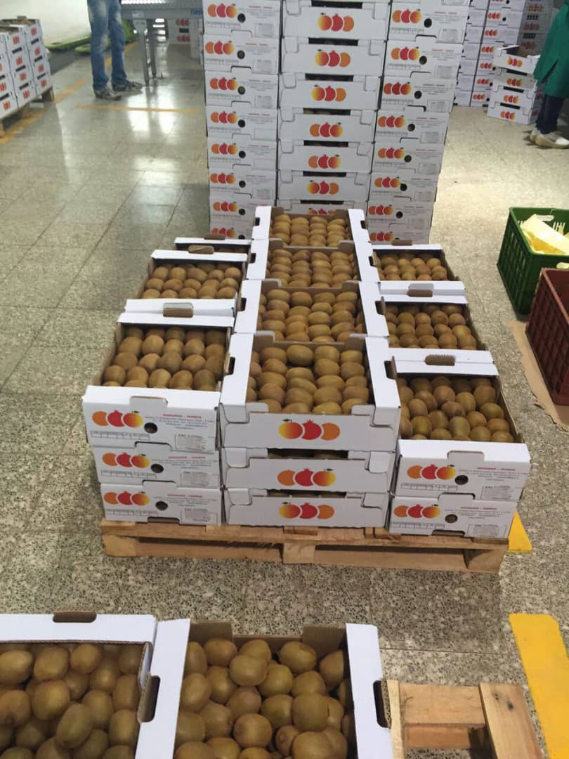 Sprzedam premium kiwi Hayward z IranuImport kiwi (80-100 g) bezpośrednio z sadów Iranu
