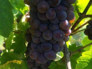 Sprzedam winogrona ze szlachetnej winorośli. Najlepsze odmiany! - Sauvignon