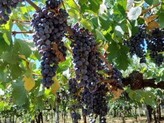 Uva rossa Merlot e Montepulciano, Castelli Romani doc. Situata