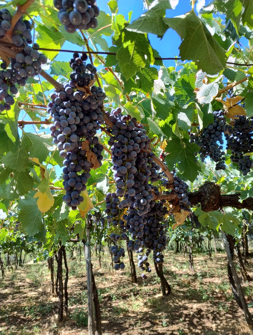 Uva rossa Merlot e Montepulciano, Castelli Romani doc