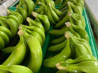 Cavendish Banana Opakowanie: 18 kg na pudełko Pochodzenie: Dominikana