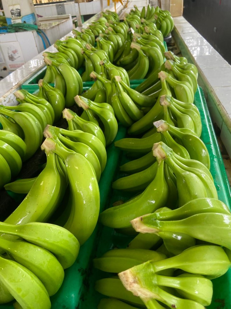 Cavendish Banana Opakowanie: 18 kg na pudełko Pochodzenie: Dominikana Produkt importowany