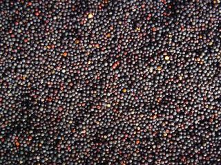 rzepak bez GMO - 1500 ton. Dostawa na warunkach