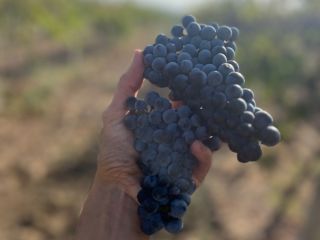 Winogrona Merlot, 1,20 BGN za kilogram. Dostępny 7 i