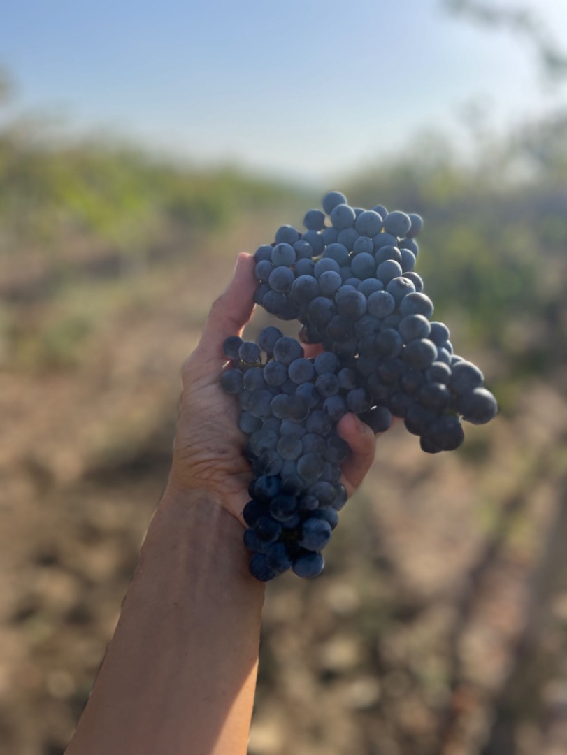 Winogrona Merlot, 1,20 BGN za kilogram