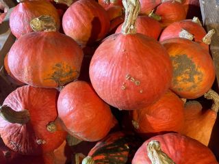 Sprzedam dynie hokkaido. ilość około 1T. rozmiary od 1kg