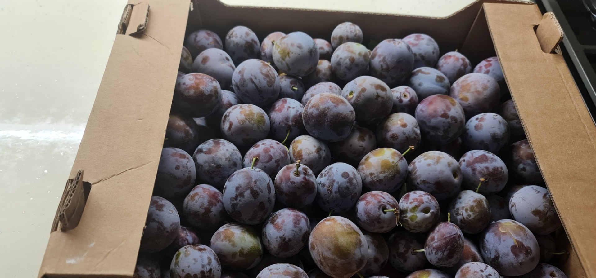 Śliwki typu "Elena" na brandy 0,6 euro/kg Śliwki konsumpcyjne 0,7 euro/kg Ilości 50-100 ton Brix 18-20