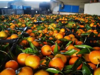 Pomarańcze, mandarynki, kaki w ofercie Miejsce pochodzenia Grecja