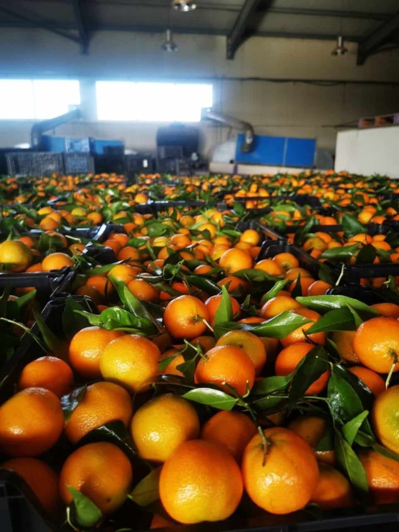 Pomarańcze, mandarynki, kaki w ofercie Miejsce pochodzenia Grecja