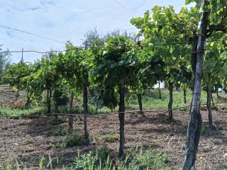 W miejscowości Parolise (AV) sprzedaję czerwone winogrona Aglianico o