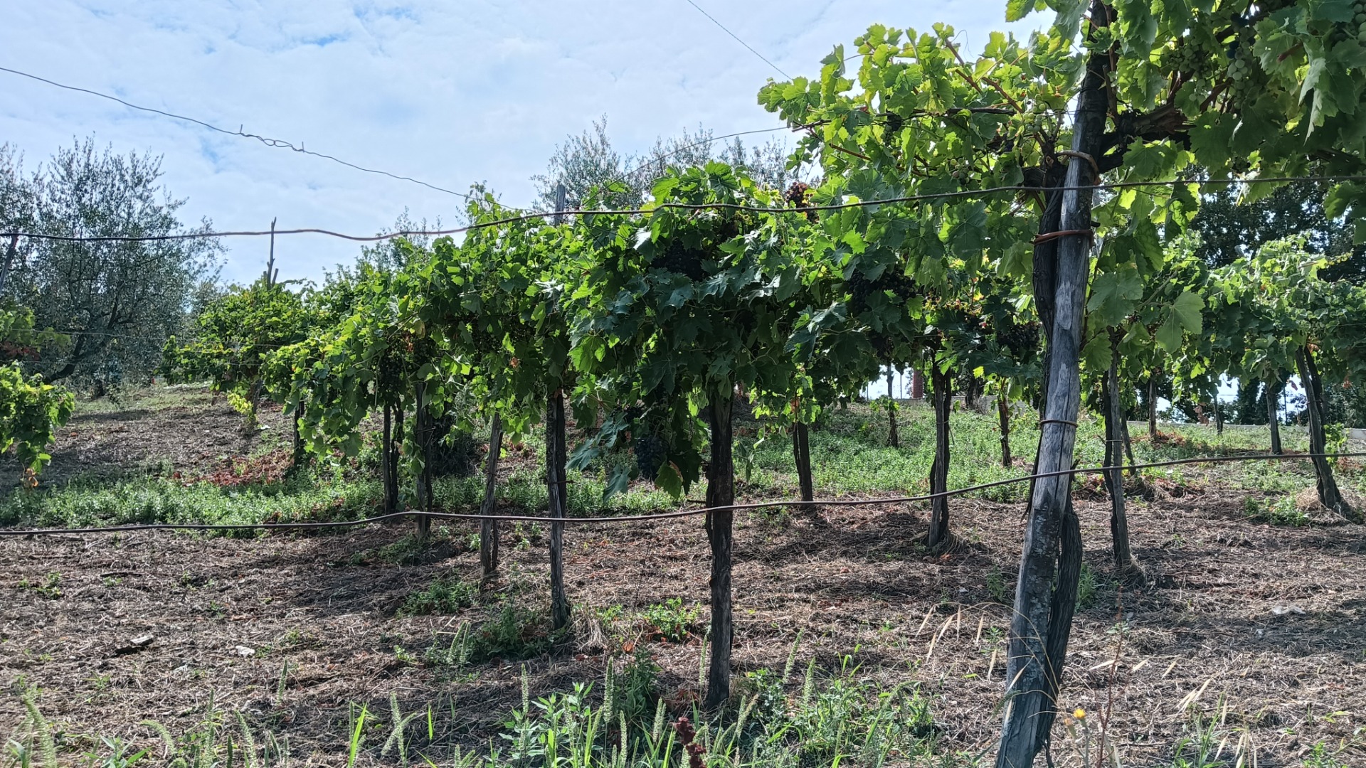 W miejscowości Parolise (AV) sprzedaję czerwone winogrona Aglianico o doskonałym słodkim i dobrze zbudowanym aromacie