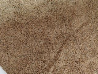 Do sprzedania owies z 2024 roku uprawiany zgodnie z