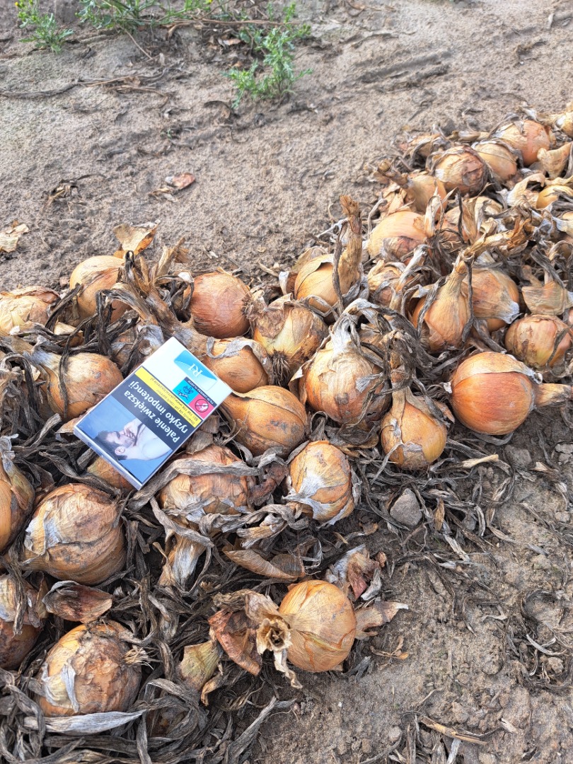Sprzedam zdrową cebulę NA WOREK z siewu wiosennego z ładnym kalibrażem i łuską Cena 0.70zł/kg 87-702 Koneck Tel: 5*1*0*8*0*4*7*5*6