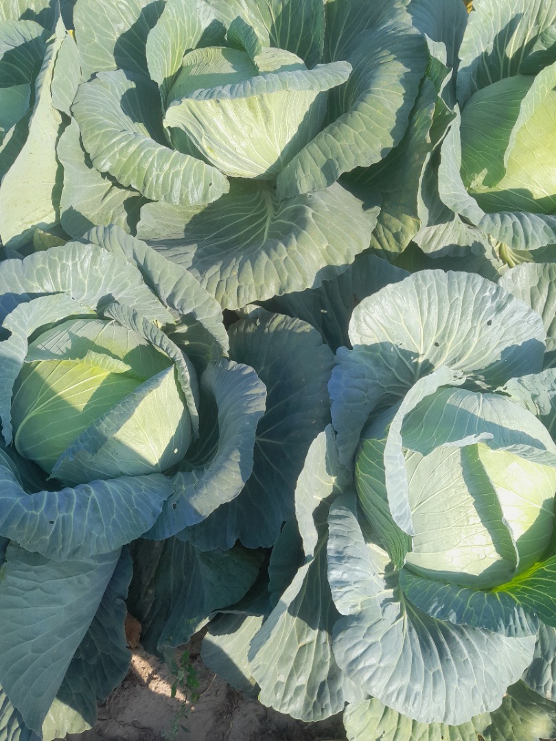 Sprzedam kapustę płaska gołąbkowa 2-4kg