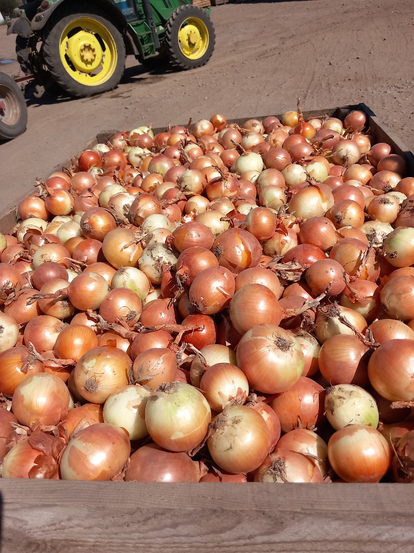 Sprzedam cebulę diamentową w dużych ilościach, pakowana po 10 kg lub big bagi! Kaliber +50 więcej szczegółów