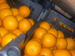 VALENCIA ORANGE Pochodzenie: Egipt Jakość: 1B Kaliber: 100 Opakowanie: