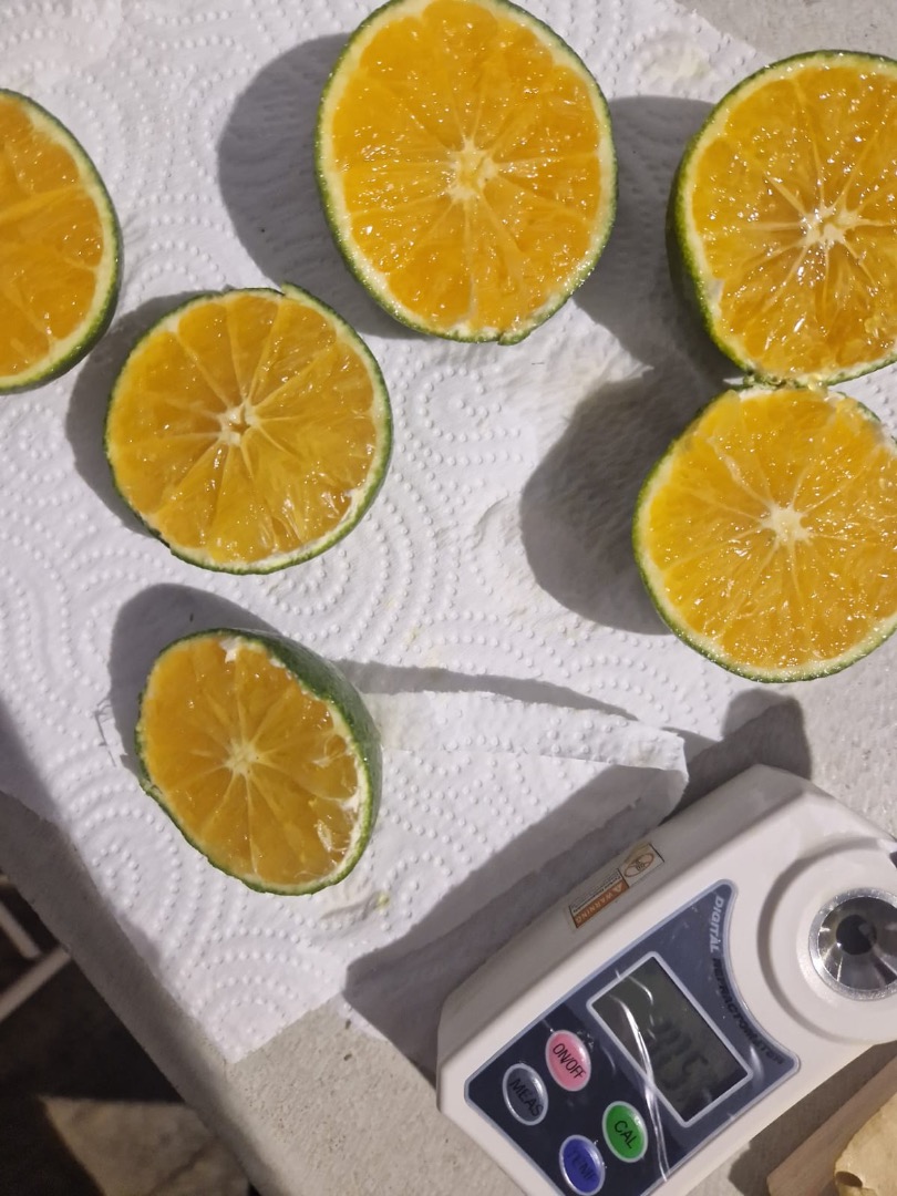 SATSUMA IWASAKI MANDARYN Pochodzenie: Hiszpania Jakość: 1B - Pole Kaliber: +54mm Pakowane: luzem z liściem Format: Drewno lub plastik Certyfikaty: —X— **CENA